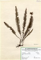 藏品(密毛蒿蕨)的圖片